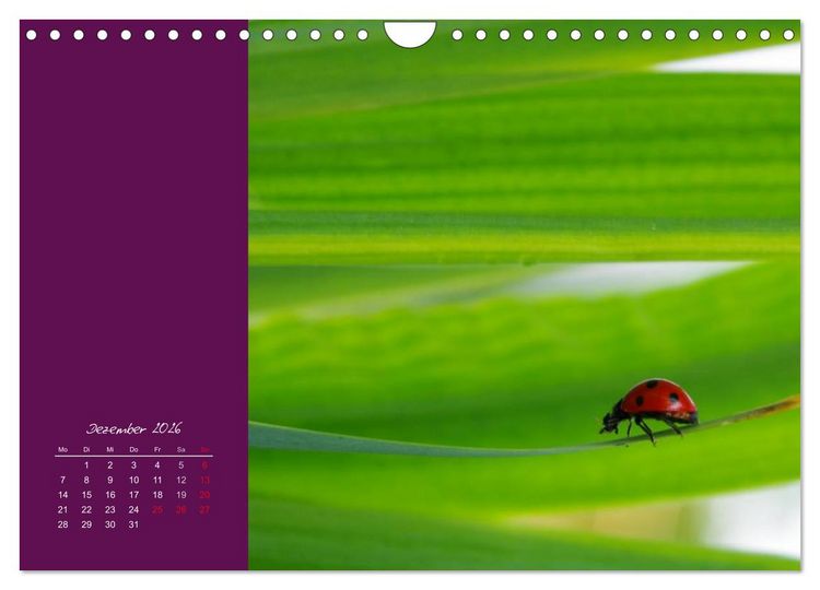 Produktbild: Momente des Gl&uuml;cks (Wandkalender 2026 DIN A4 quer), CALVENDO Monatskalender