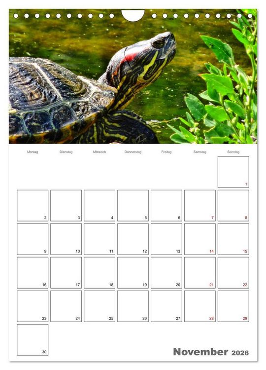 Produktbild: Langsame Schildkr&ouml;ten (Wandkalender 2026 DIN A4 hoch), CALVENDO Monatskalender