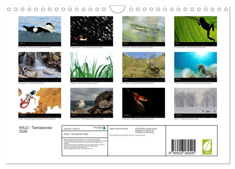 Produktbild: WILD - Tierkalender 2026 (Wandkalender 2026 DIN A4 quer), CALVENDO Monatskalender
