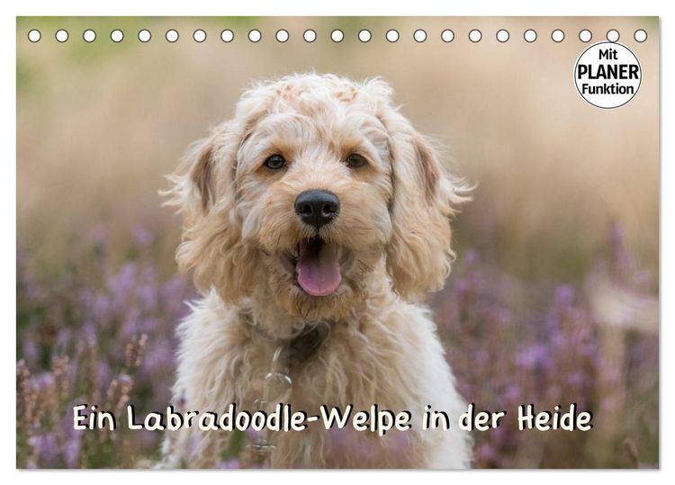 Produktbild: Ein Labradoodle-Welpe in der Heide (Tischkalender 2026 DIN A5 quer), CALVENDO Monatskalender