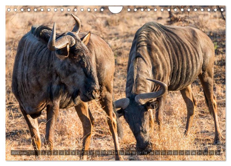 Produktbild: S&uuml;dafrika - Die Tierwelt (Wandkalender 2026 DIN A4 quer), CALVENDO Monatskalender