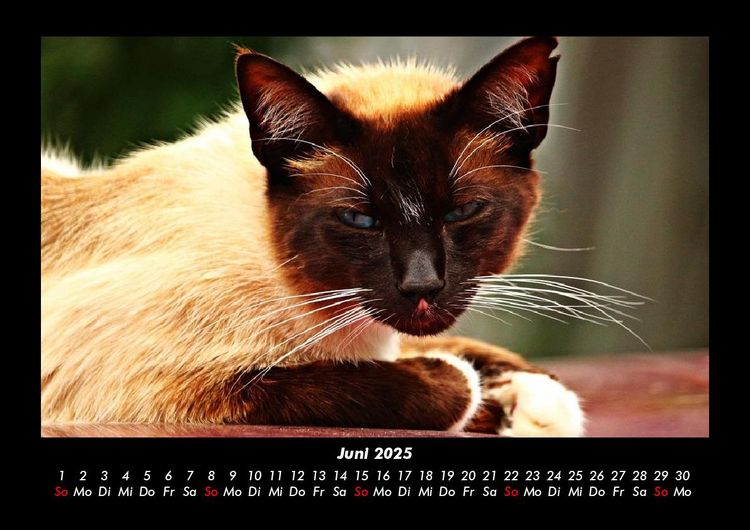Produktbild: F&uuml;r Katzenfreunde 2025 Fotokalender DIN A3