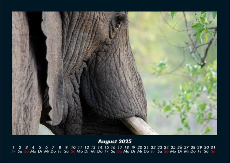 Produktbild: Der Elefantenkalender 2025 Fotokalender DIN A4