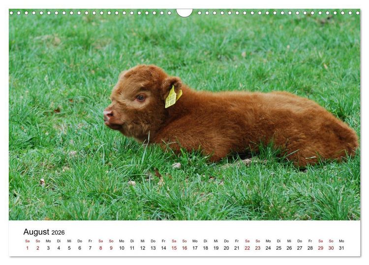 Produktbild: Die Schottischen Hochlandrinder und ihr Nachwuchs (Wandkalender 2026 DIN A3 quer), CALVENDO Monatskalender
