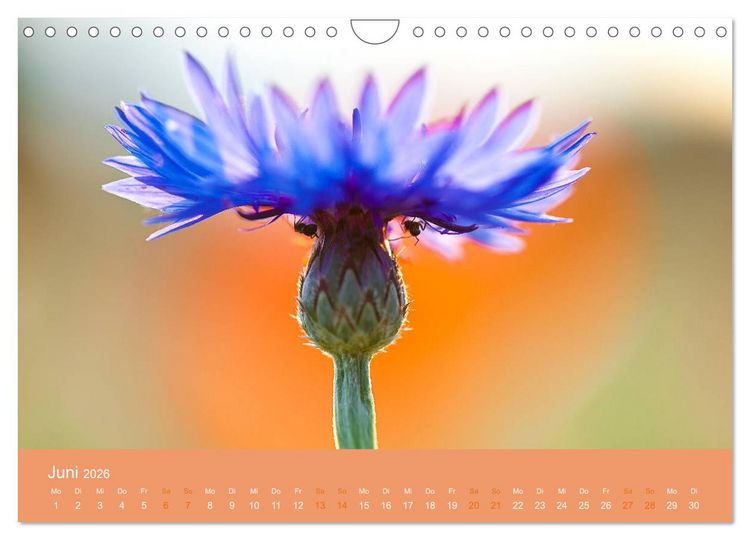 Produktbild: Farbwechsel - Die Farben der vier Jahreszeiten (Wandkalender 2026 DIN A4 quer), CALVENDO Monatskalender