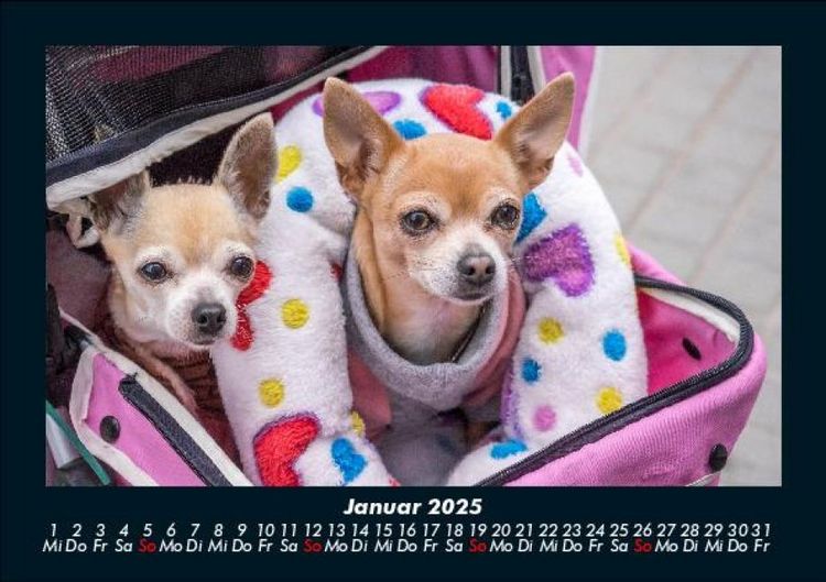 Produktbild: Hunde 2025 Fotokalender DIN A5