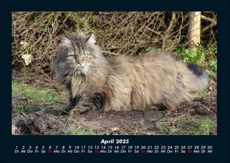 Produktbild: F&uuml;r Katzenfreunde 2025 Fotokalender DIN A4