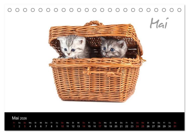 Produktbild: Katzenbabys (Tischkalender 2026 DIN A5 quer), CALVENDO Monatskalender