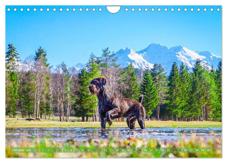 Produktbild: Deutsch Drahthaar - Ein Jahr mit Max (Wandkalender 2026 DIN A4 quer), CALVENDO Monatskalender