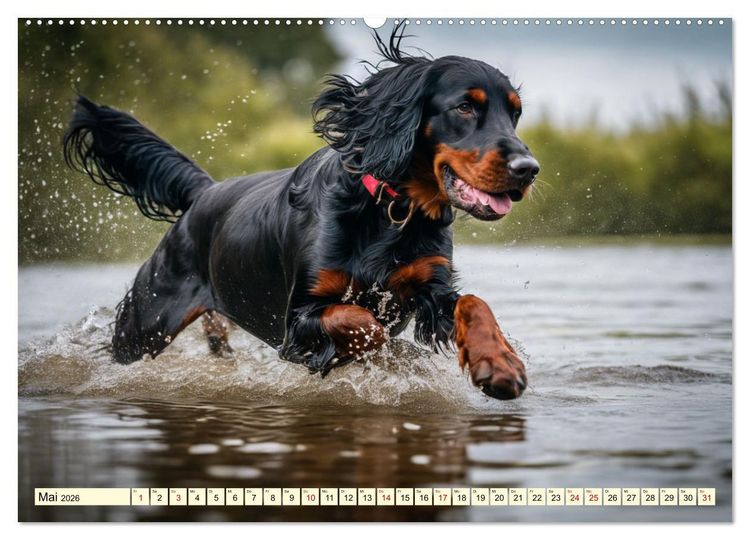 Produktbild: Gordon Setter - elegantes Kraftpaket (hochwertiger Premium Wandkalender 2026 DIN A2 quer), Kunstdruck in Hochglanz