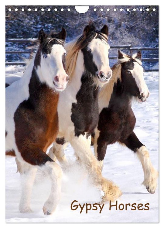 Produktbild: Gypsy's (Wandkalender 2026 DIN A4 hoch), CALVENDO Monatskalender