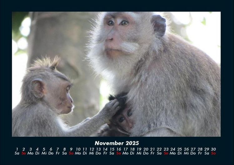 Produktbild: Welt der Affen 2025 Fotokalender DIN A4