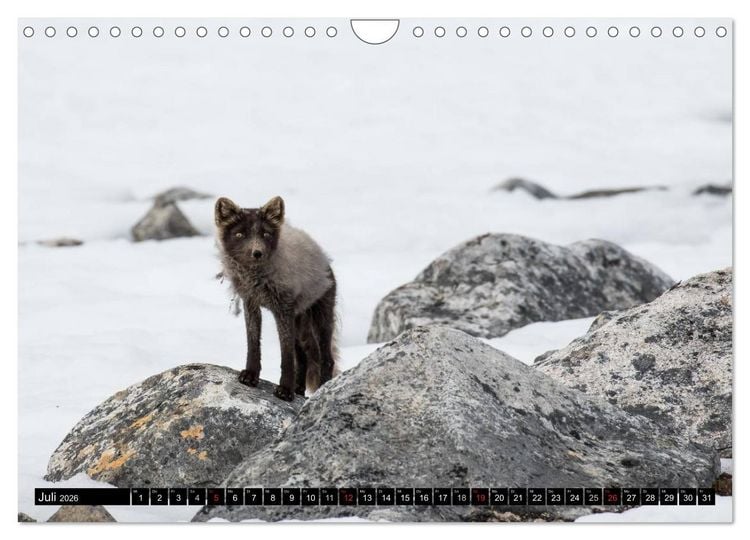 Produktbild: Spitzbergen - Arktische Impressionen (Wandkalender 2026 DIN A4 quer), CALVENDO Monatskalender