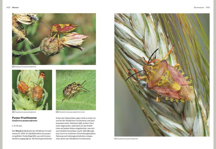 Produktbild: Das gro&szlig;e BLV Handbuch Insekten
