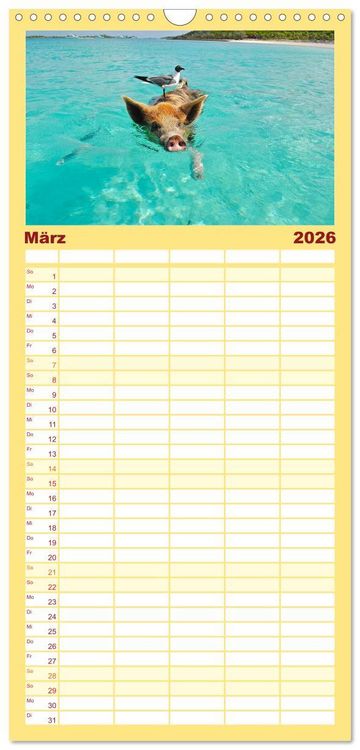 Produktbild: Familienplaner 2026 - Schweine im Dauerurlaub auf den Bahamas! mit 5 Spalten (Wandkalender, 21 x 45 cm) CALVENDO