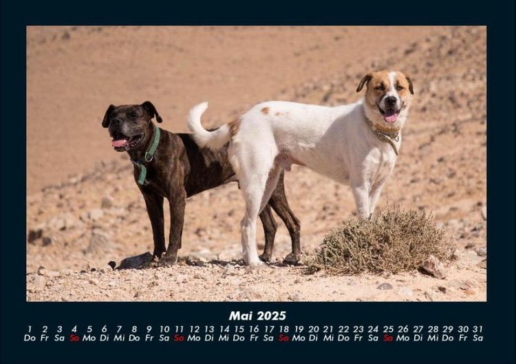 Produktbild: Hundezauber 2025 Fotokalender DIN A4