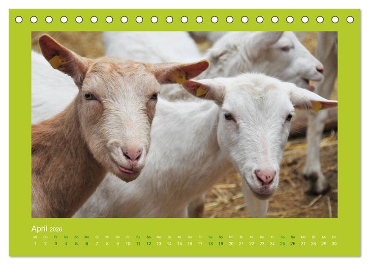 Produktbild: Ziegenkalender 2026 (Tischkalender 2026 DIN A5 quer), CALVENDO Monatskalender