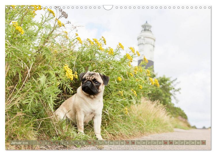 Produktbild: Sylt - Insel der M&ouml;pse (Wandkalender 2026 DIN A3 quer), CALVENDO Monatskalender