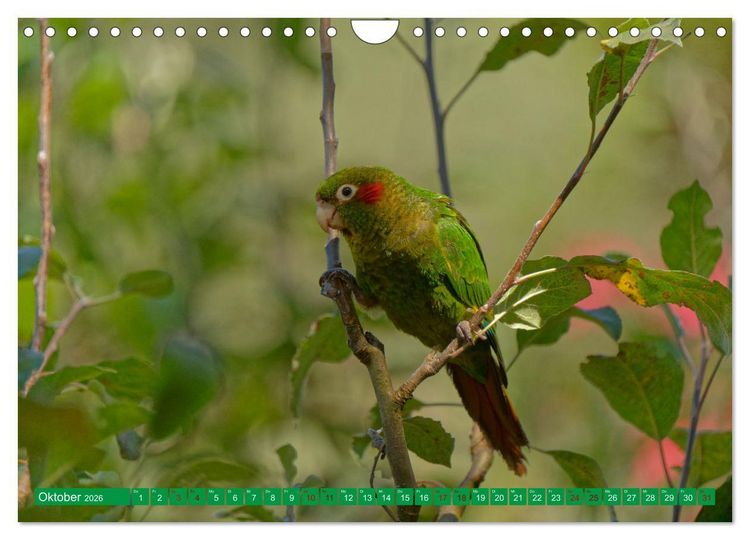 Produktbild: Papageien (Wandkalender 2026 DIN A4 quer), CALVENDO Monatskalender