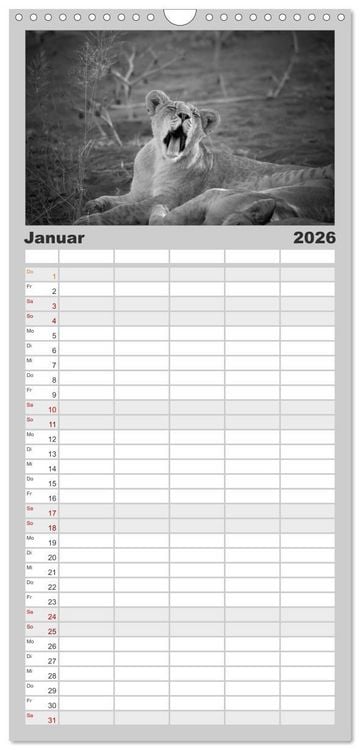 Produktbild: Familienplaner 2026 - L&ouml;wen schwarz wei&szlig; mit 5 Spalten (Wandkalender, 21 x 45 cm) CALVENDO