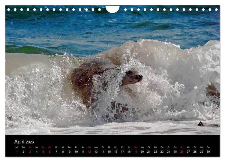 Produktbild: Faszination Kegelrobben und Seehunde 2026 (Wandkalender 2026 DIN A4 quer), CALVENDO Monatskalender