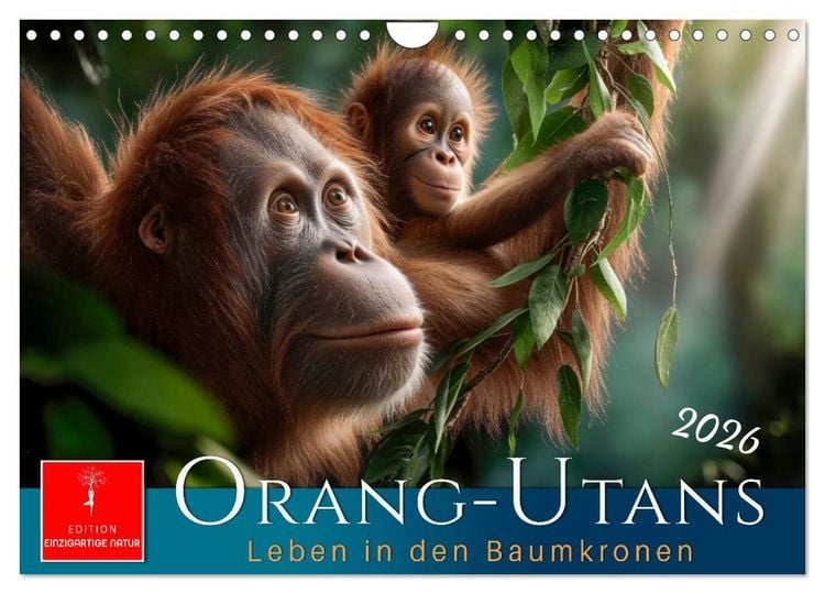 Produktbild: Orang Utans - Leben in den Baumkronen (Wandkalender 2026 DIN A4 quer), CALVENDO Monatskalender