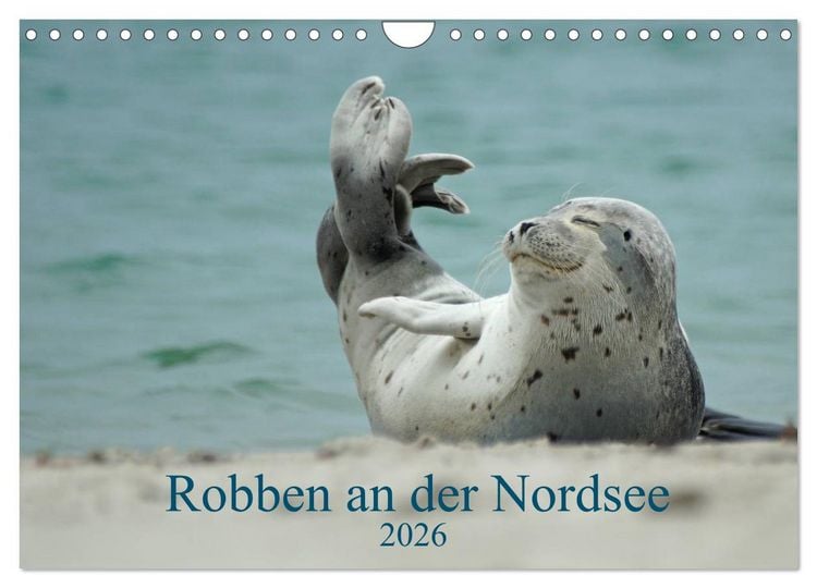 Produktbild: Robben an der Nordsee (Wandkalender 2026 DIN A4 quer), CALVENDO Monatskalender