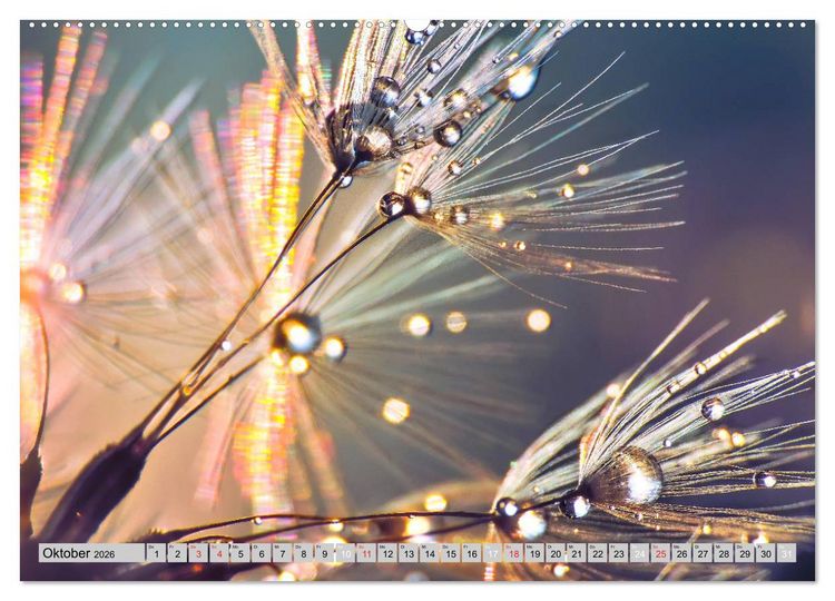 Produktbild: PusteblumenZauber (hochwertiger Premium Wandkalender 2026 DIN A2 quer), Kunstdruck in Hochglanz