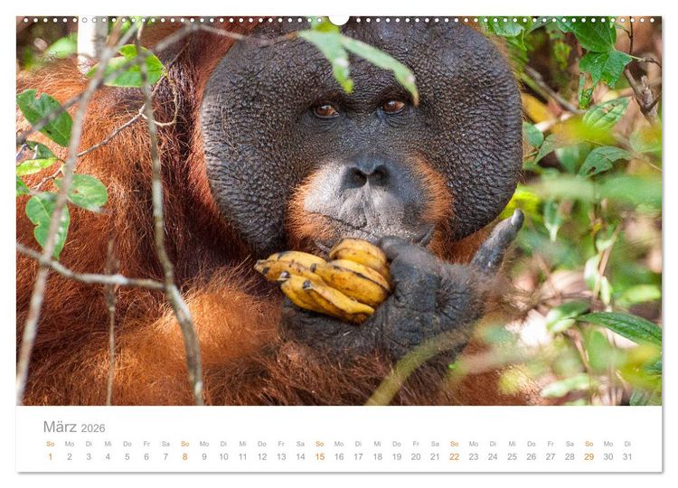 Produktbild: Orang-Utans Menschenaffen auf Borneo (hochwertiger Premium Wandkalender 2026 DIN A2 quer), Kunstdruck in Hochglanz