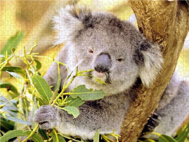 Produktbild: CALVENDO Puzzle Koala kaut gen&uuml;&szlig;lich auf einem Blatt | 1000 Teile Lege-Gr&ouml;&szlig;e 64x48cm Foto-Puzzle f&uuml;r gl&uuml;ckliche Stunden