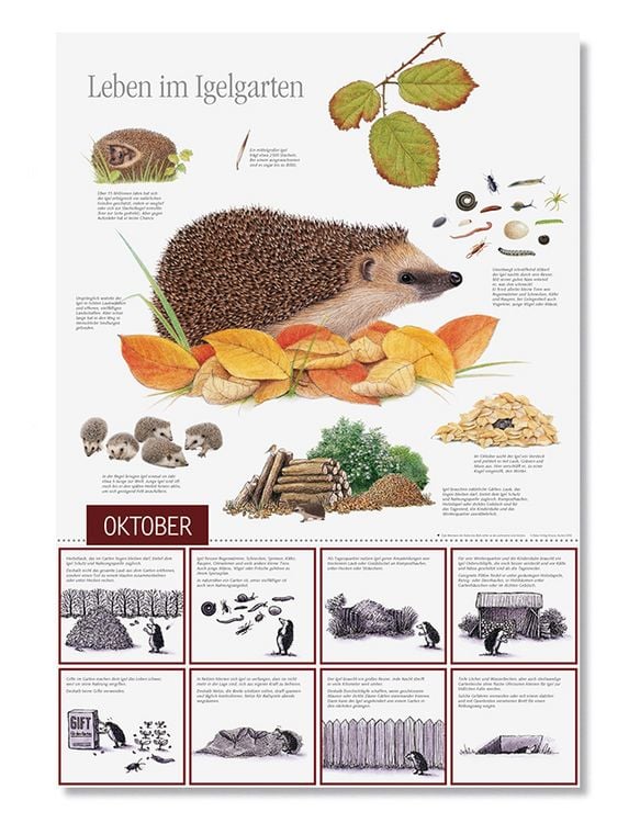 Produktbild: Natur erleben durch das Jahr - 3