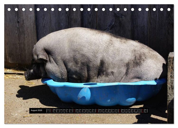 Produktbild: Schweinereien (Tischkalender 2026 DIN A5 quer), CALVENDO Monatskalender