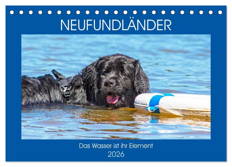 Produktbild: Neufundl&auml;nder - Das Wasser ist ihr Element (Tischkalender 2026 DIN A5 quer), CALVENDO Monatskalender