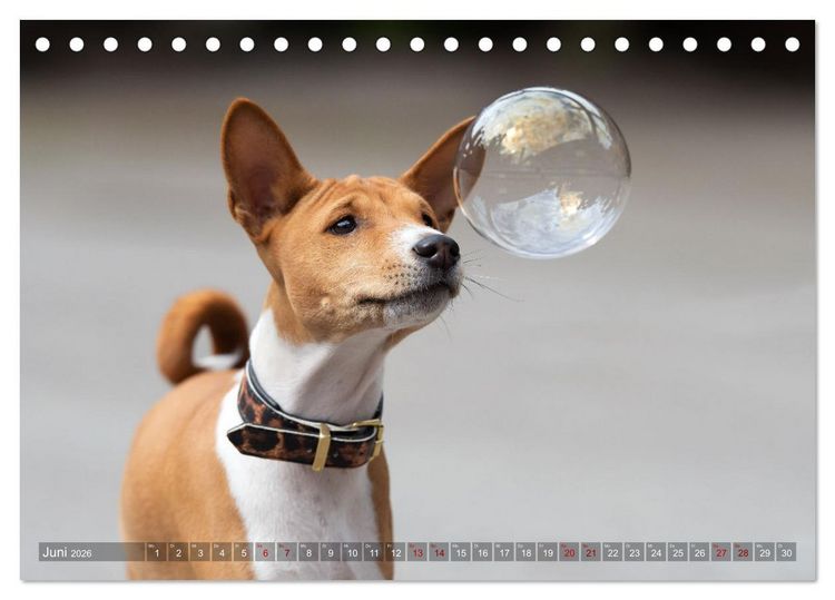 Produktbild: Basenji-Sch&ouml;nheiten (Tischkalender 2026 DIN A5 quer), CALVENDO Monatskalender