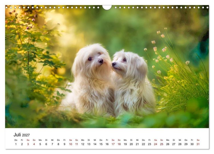 Produktbild: Kleine wei&szlig;e Wunder - ein Jahr mit Maltesern (Wandkalender 2027 DIN A3 quer), CALVENDO Monatskalender