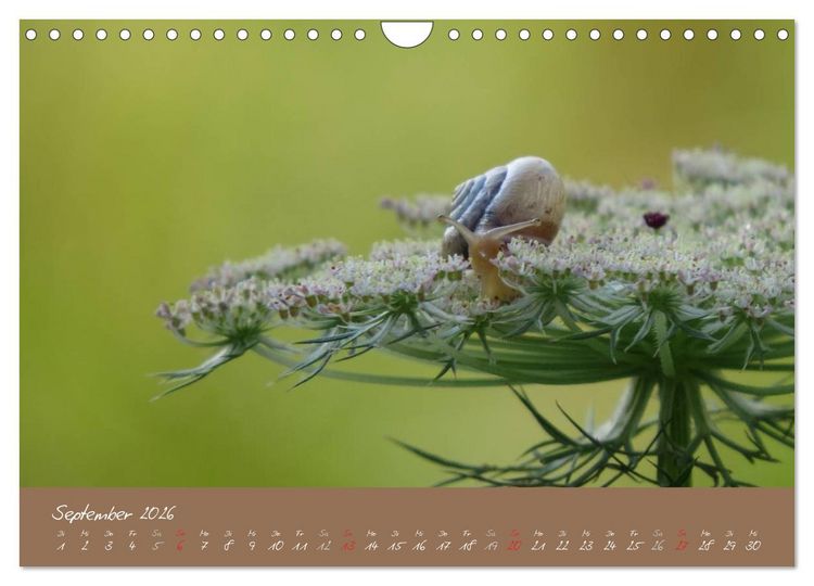 Produktbild: Schneckchen (Wandkalender 2026 DIN A4 quer), CALVENDO Monatskalender