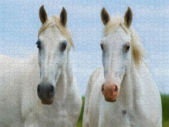 Produktbild: CALVENDO Puzzle Stutenportr&auml;t | 1000 Teile Lege-Gr&ouml;&szlig;e 64x48cm Foto-Puzzle f&uuml;r gl&uuml;ckliche Stunden
