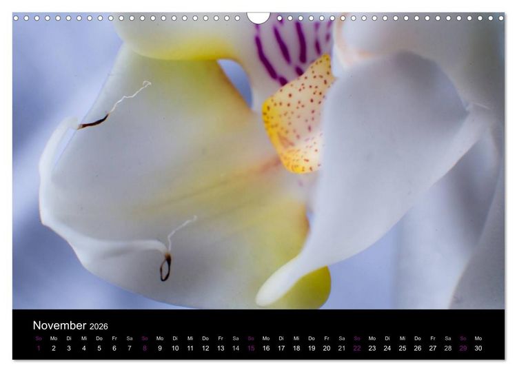 Produktbild: Orchideen Tr&auml;ume (Wandkalender 2026 DIN A3 quer), CALVENDO Monatskalender