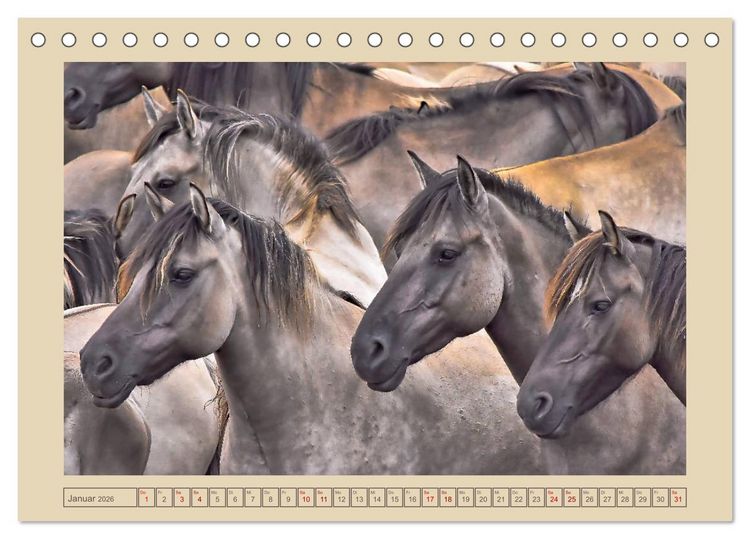 Produktbild: D&uuml;lmener Wildpferde im M&uuml;nsterland (Tischkalender 2026 DIN A5 quer), CALVENDO Monatskalender