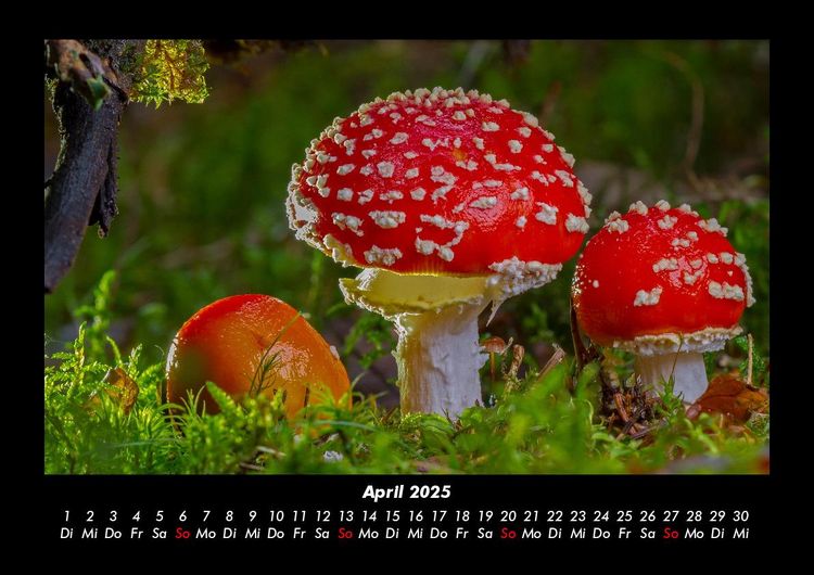 Produktbild: Pilzkalender 2025 Fotokalender DIN A3