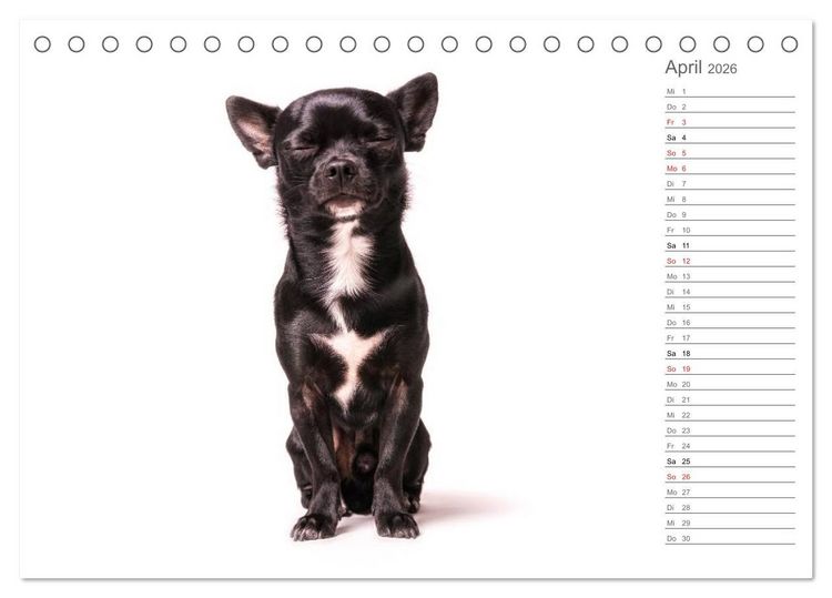 Produktbild: Chihuahua - Die Welt der Kleinen (Tischkalender 2026 DIN A5 quer), CALVENDO Monatskalender