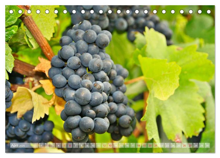 Produktbild: Wein- und Rebsorten aus Rheinland-Pfalz (Tischkalender 2025 DIN A5 quer), CALVENDO Monatskalender