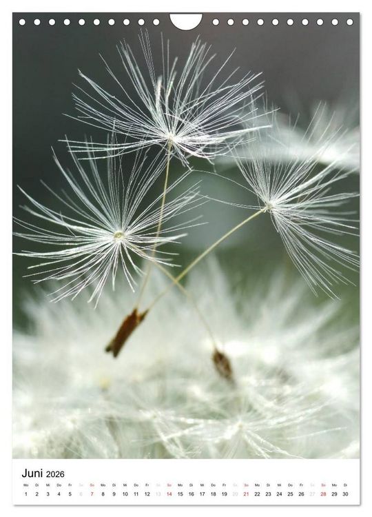 Produktbild: Natur-Romantik (Wandkalender 2026 DIN A4 hoch), CALVENDO Monatskalender