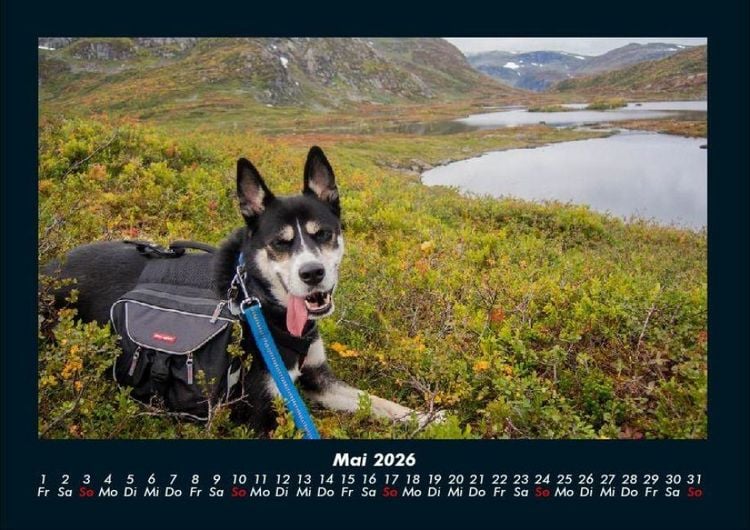 Produktbild: Der Hundekalender 2026 Fotokalender DIN A4