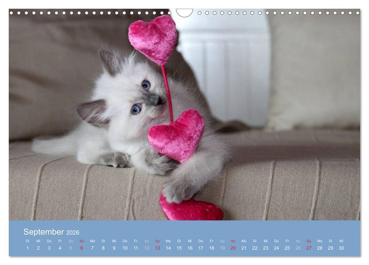 Produktbild: Engel auf 4 Pfoten - Ragdolls 2026 (Wandkalender 2026 DIN A3 quer), CALVENDO Monatskalender