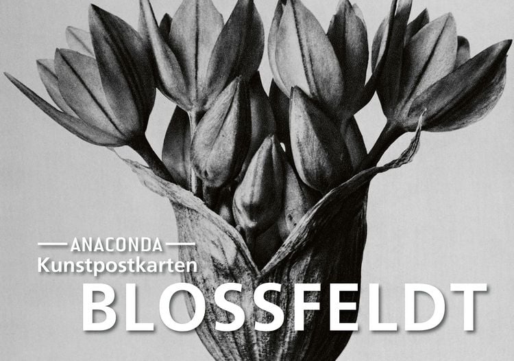 Produktbild: Postkarten-Set Blossfeldt