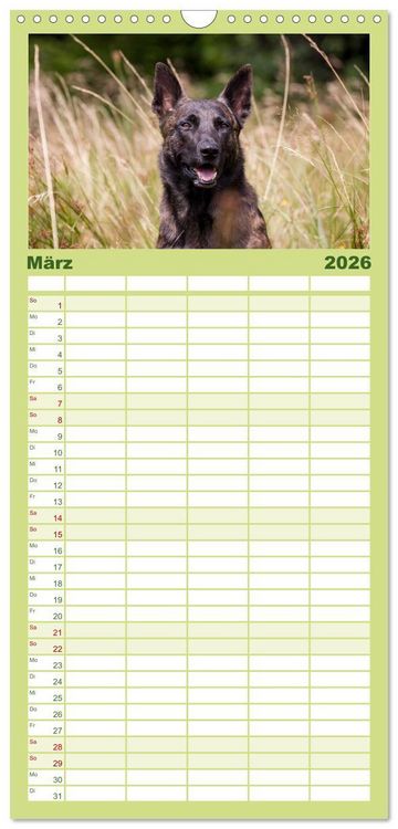 Produktbild: Familienplaner 2026 - ausdrucksvolle Holl&auml;ndische Sch&auml;ferhunde mit 5 Spalten (Wandkalender, 21 x 45 cm) CALVENDO