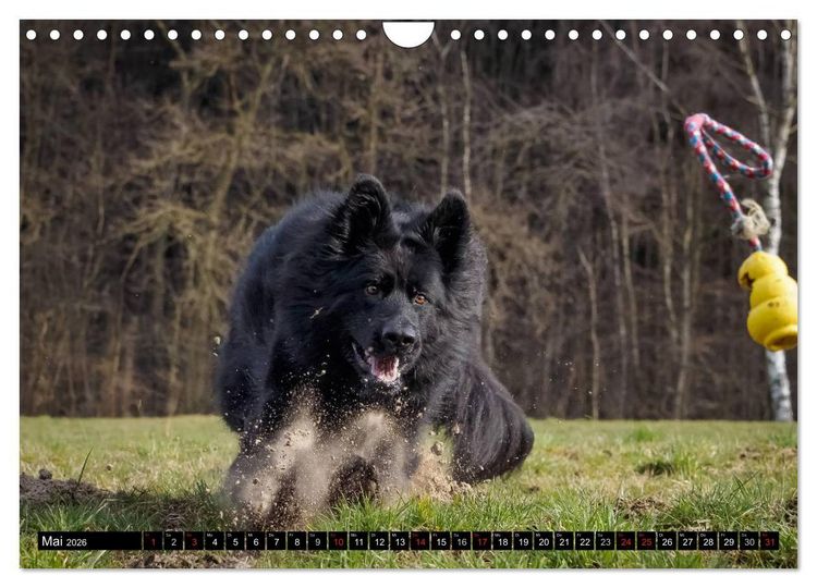 Produktbild: Schwarz ist sch&ouml;n! Der lackschwarze altdeutsche Sch&auml;ferhund (Wandkalender 2026 DIN A4 quer), CALVENDO Monatskalender
