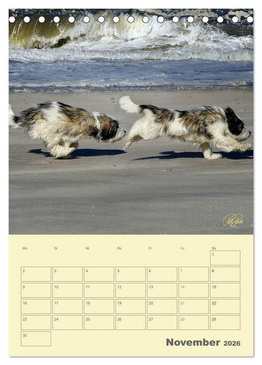 Produktbild: PON-Welpen - jeder Tag ein gro&szlig;es Abenteuer / Planer (Tischkalender 2026 DIN A5 hoch), CALVENDO Monatskalender