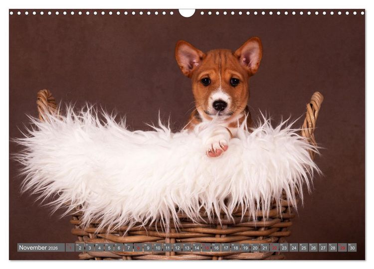 Produktbild: Der Basenji (Wandkalender 2026 DIN A3 quer), CALVENDO Monatskalender